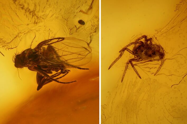 Fossil Fly (Diptera) and a Spider (Araneae) In Baltic Amber #139068
